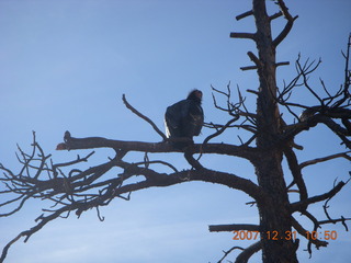 159 6cx. Zion National Park - sunrise Angels Landing hike - condor