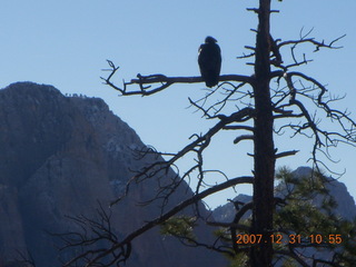 172 6cx. Zion National Park - sunrise Angels Landing hike - condor