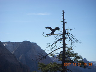 175 6cx. Zion National Park - sunrise Angels Landing hike - condor spreading his wings