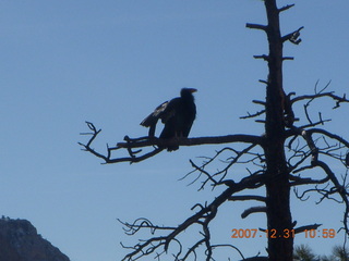 176 6cx. Zion National Park - sunrise Angels Landing hike - condor