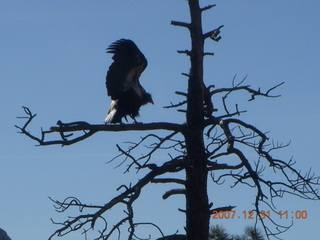Zion National Park - sunrise Angels Landing hike - condor
