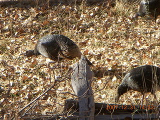 306 6cx. Zion National Park - wild turkeys