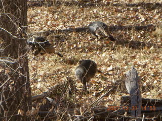 308 6cx. Zion National Park - wild turkeys