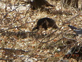 310 6cx. Zion National Park - wild turkeys