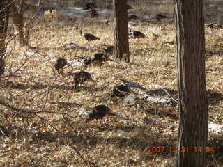 311 6cx. Zion National Park - wild turkeys