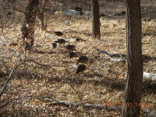 312 6cx. Zion National Park - wild turkeys