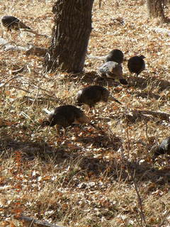 313 6cx. Zion National Park - wild turkeys