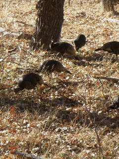 314 6cx. Zion National Park - wild turkeys