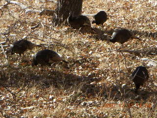 315 6cx. Zion National Park - wild turkeys