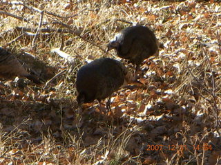316 6cx. Zion National Park - wild turkeys