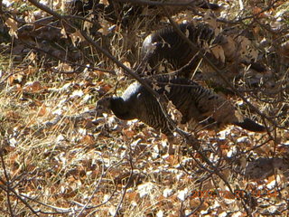 317 6cx. Zion National Park - wild turkeys