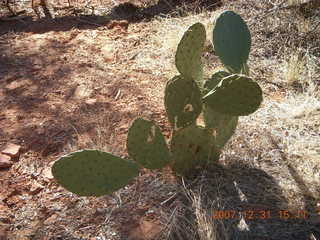 Zion National Park - cactus