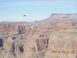 222 6d1. Grand Canyon West - Guano Point - bird