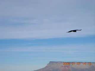 223 6d1. Grand Canyon West - Guano Point - bird