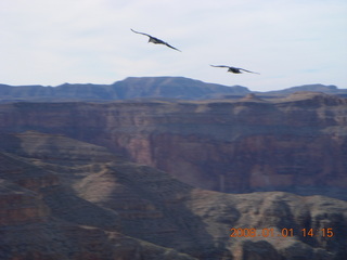 228 6d1. Grand Canyon West - Guano Point - birds