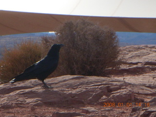 Grand Canyon West - Guano Point - bird up close