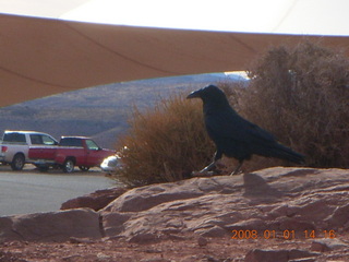 231 6d1. Grand Canyon West - Guano Point - bird up close