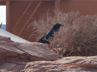 Grand Canyon West - Guano Point - bird