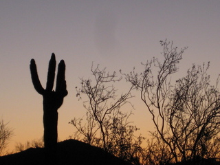 Sonia's pictures - saguaro cactus at dawn - Lost Dog Wash