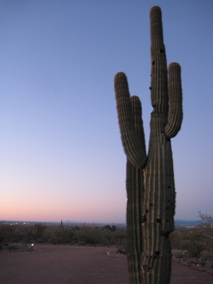 Sonia's pictures - saguaro cactus at dawn - Lost Dog Wash