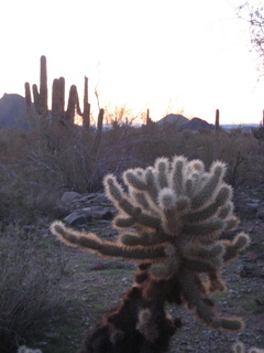 Sonia's pictures = desert at dawn - Lost Dog Wash