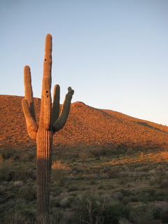 Sonia's pictures - saguaro cactus at sunrise - Lost Dog Wash