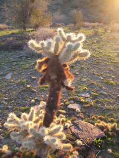 Sonia's pictures - cholla cactus at sunrise - Lost Dog Wash