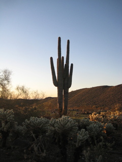 Sonia's pictures - desert at dawn - Lost Dog Wash