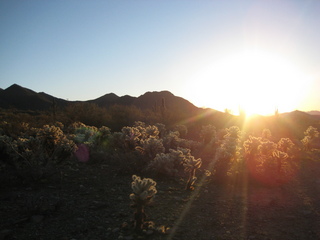 Sonia's pictures - desert at sunrise - Lost Dog Wash