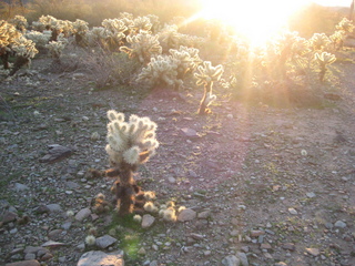 Sonia's pictures - desert at dawn - Lost Dog Wash