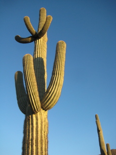 Sonia's pictures - saguaro cactus - Lost Dog Wash