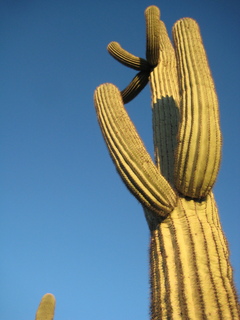 Sonia's pictures - cholla cactus at sunrise - Lost Dog Wash