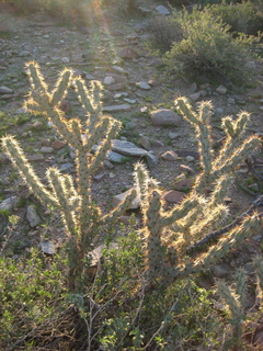 Sonia's pictures - cholla cactus at sunrise - Lost Dog Wash