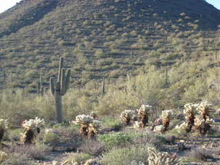 Sonia's pictures - saguaro cactus - Lost Dog Wash