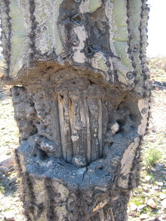 Sonia's pictures - saguaro bones - Lost Dog Wash