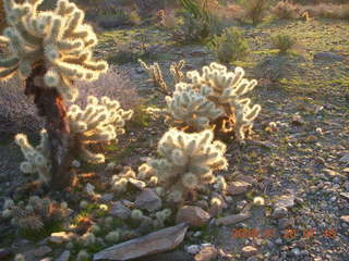 Lost Dog Wash - 'glowing' cholla cactus