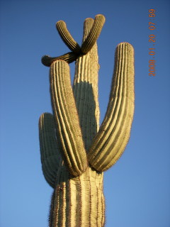 Lost Dog Wash - looking up at saguaro cactus