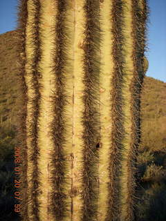 Lost Dog Wash - saguaro close up