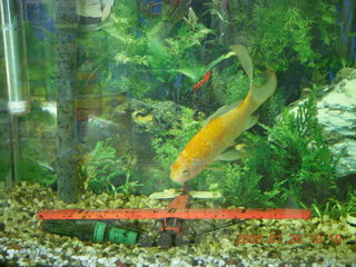 fish and airplane in tank