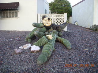 2372 6du. fallen saguaro cactus in Scottsdale