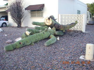 2373 6du. fallen saguaro cactus in Scottsdale