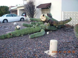 2374 6du. fallen saguaro cactus in Scottsdale