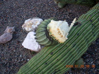 2375 6du. fallen saguaro cactus in Scottsdale
