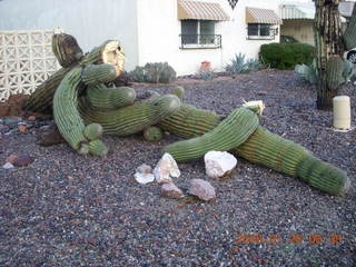 2377 6du. fallen saguaro cactus in Scottsdale