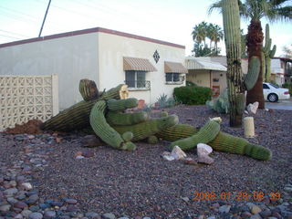 2378 6du. fallen saguaro cactus in Scottsdale