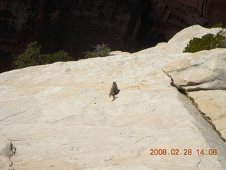 Zion National Park - Angels Landing hike - chipmunk