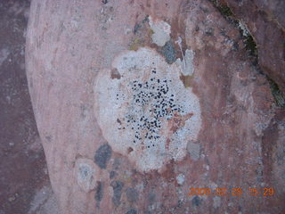 108 6eu. Zion National Park - Angels Landing hike - lichens