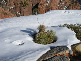 134 6eu. Zion National Park - west rim hike - plants sticking through the snow