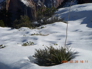 Zion National Park - west rim hike - plants sticking through the snow