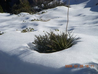 Zion National Park - west rim hike - plants sticking through the snow